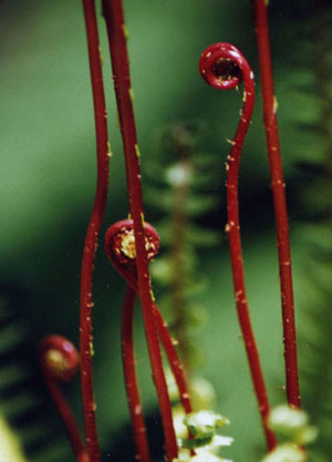reproductive fronds of deer fern